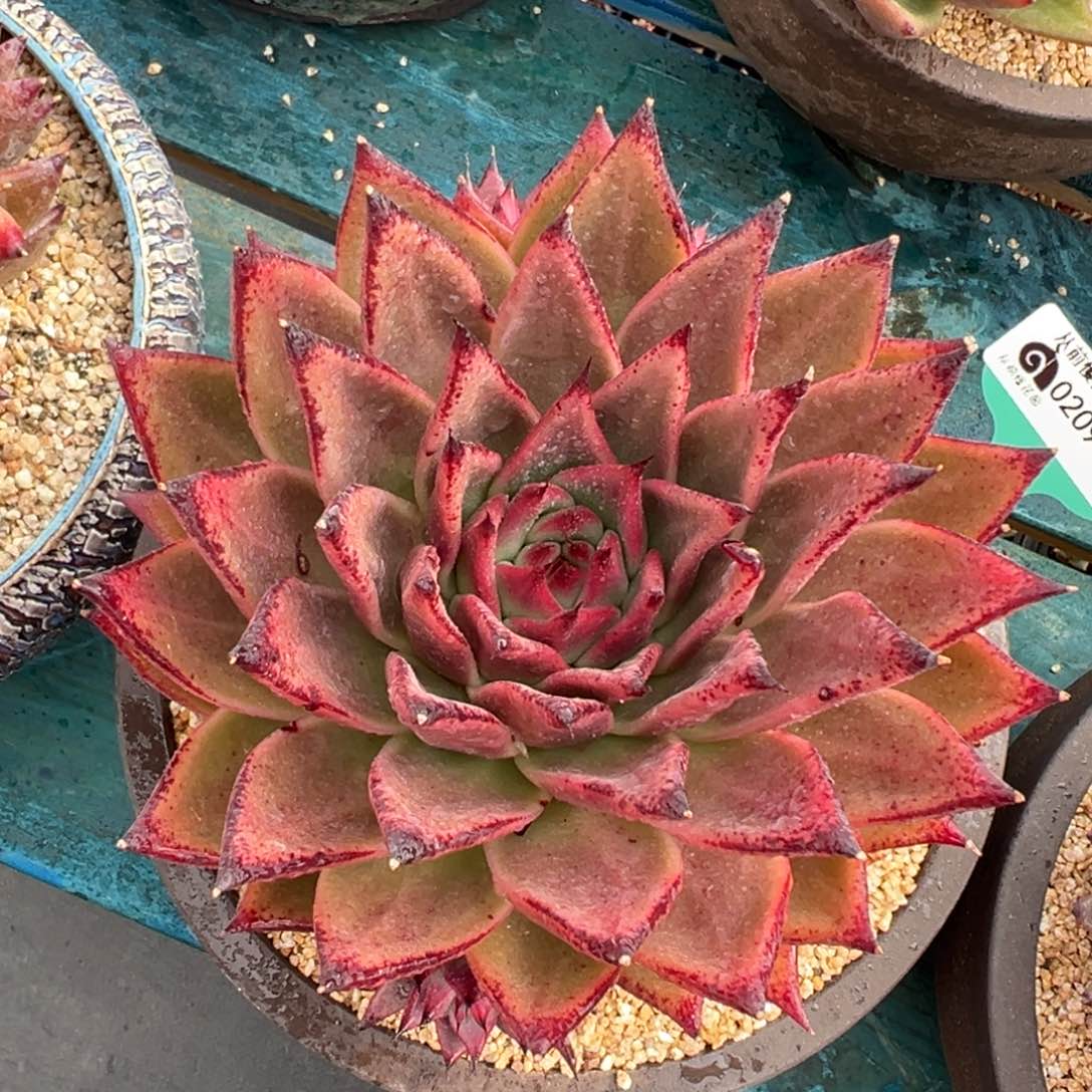 多肉一物一拍0209-85