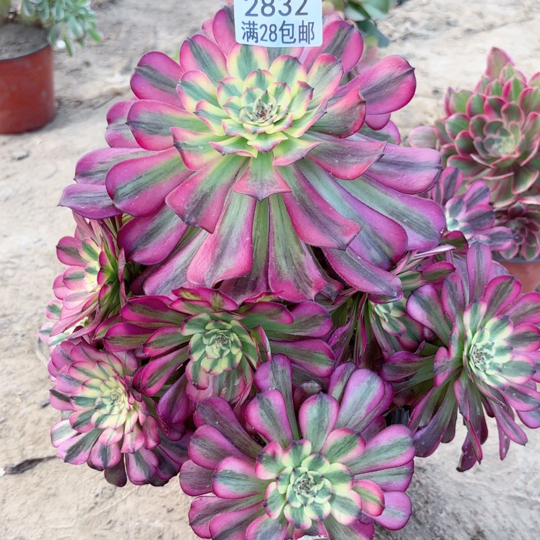 2832维纳斯多肉111111