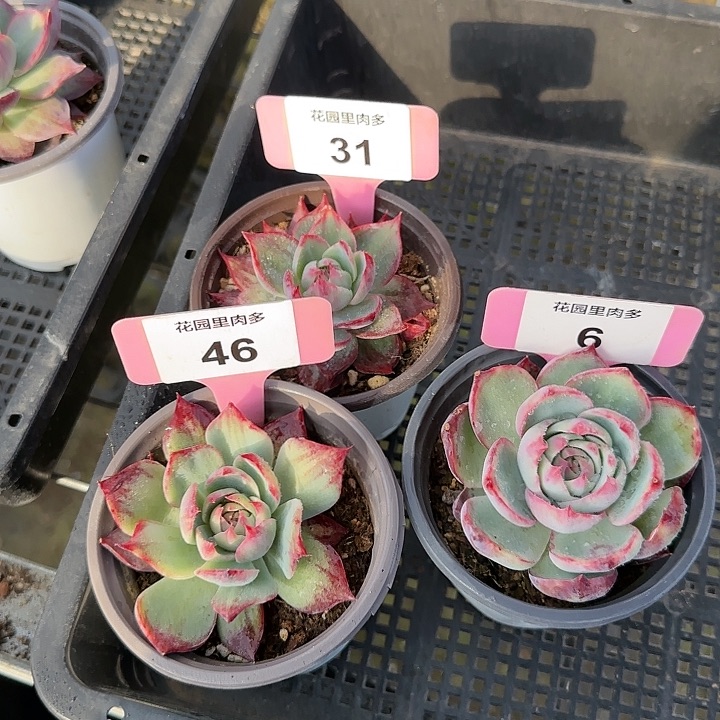 31、6、46惊鸿仙子多肉植物6-9cm