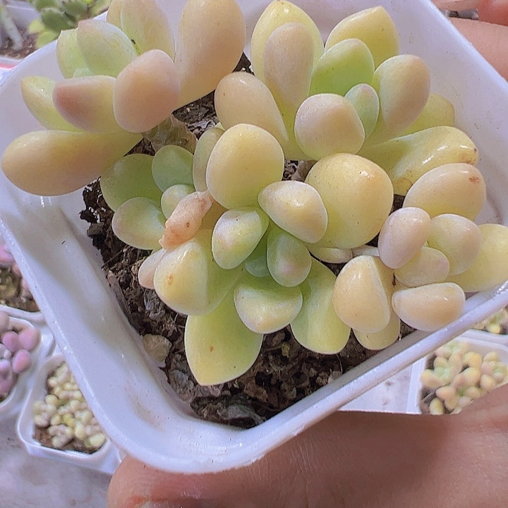 奶酪蛋糕19包邮多肉植物