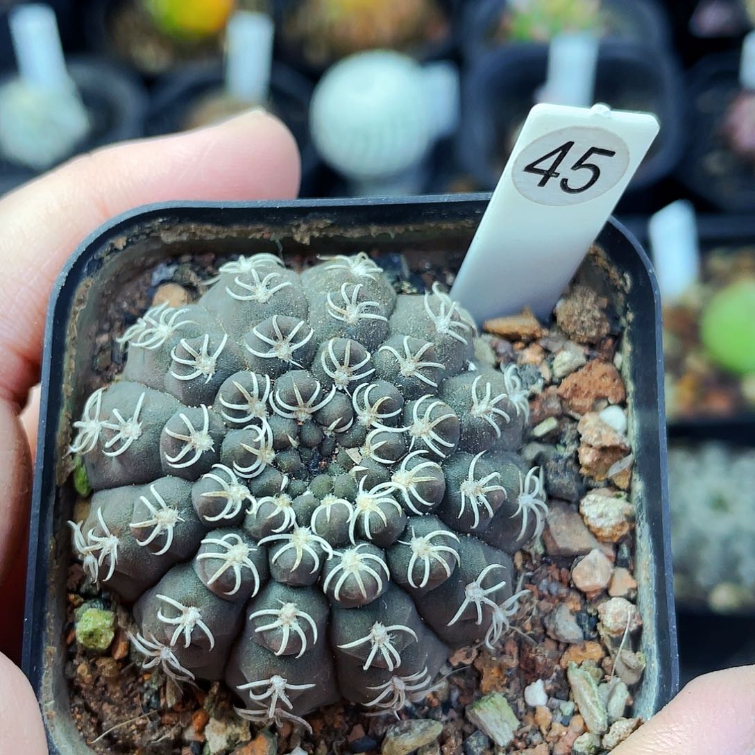 是****呀非偏远地区满25包邮仙人球