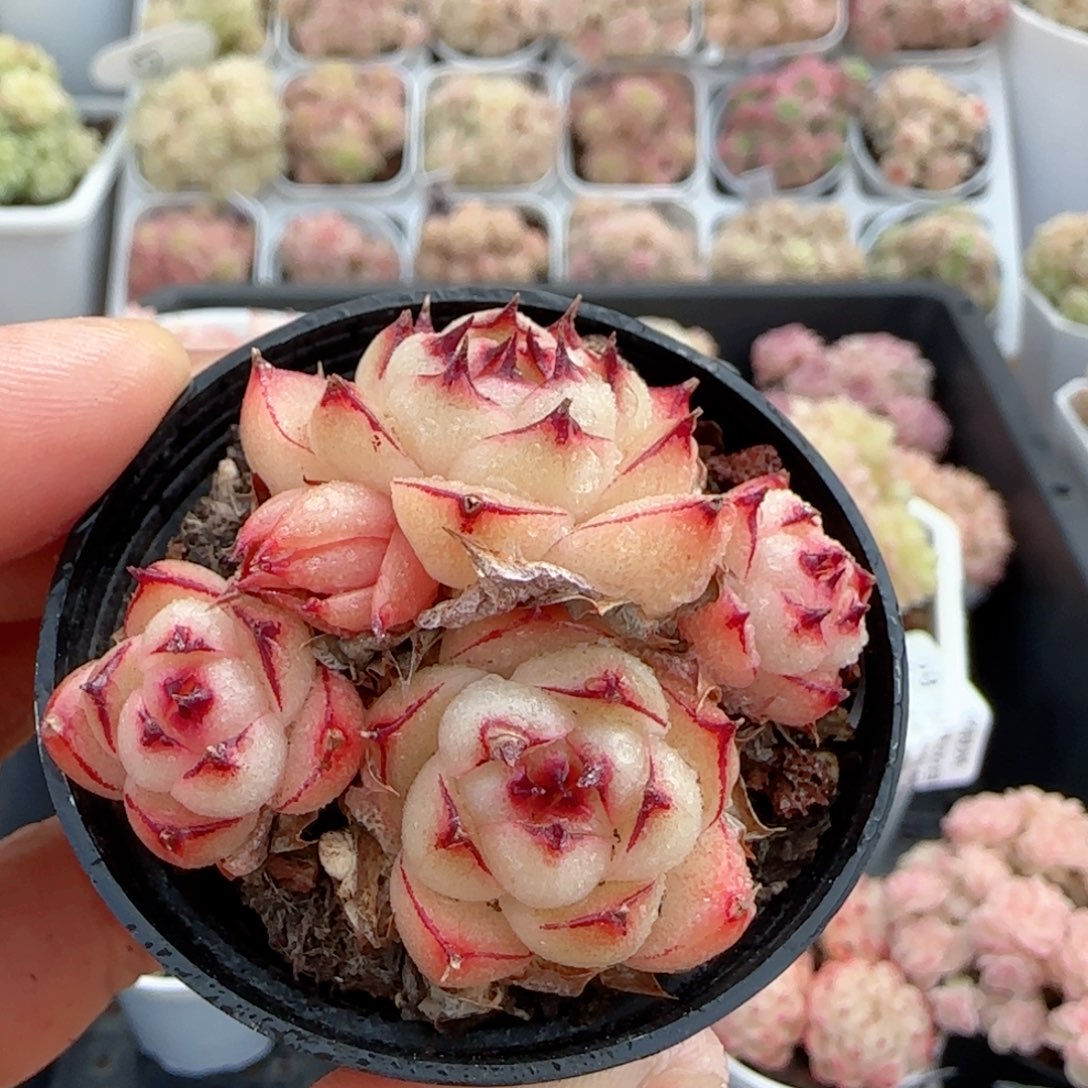 【闪购商品】0220-34海王