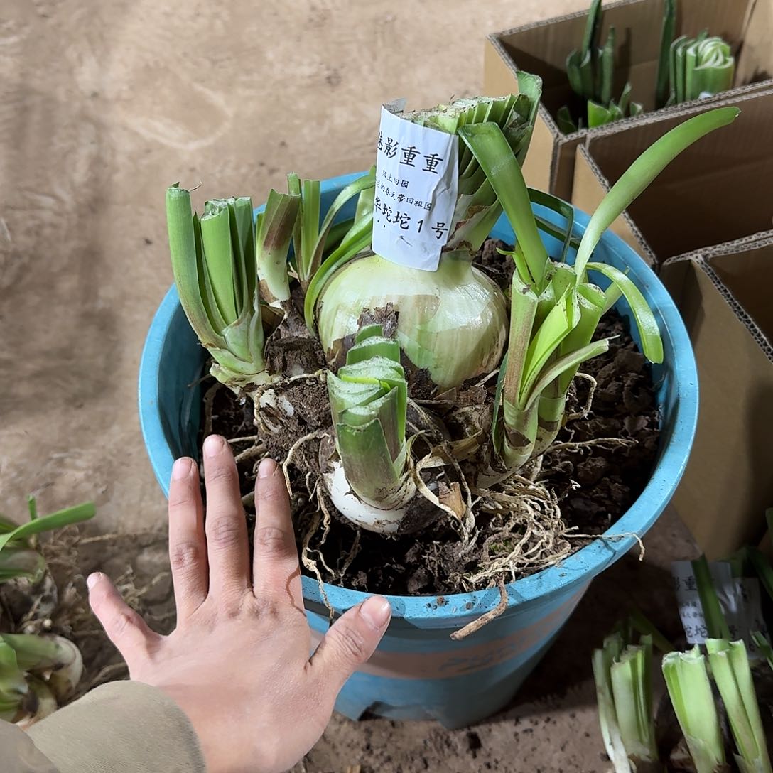 魅影重重9+豪华坨坨发发发