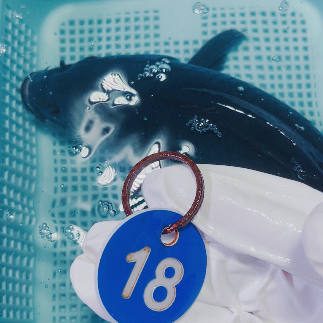 海水鱼锦鲤观赏鱼18