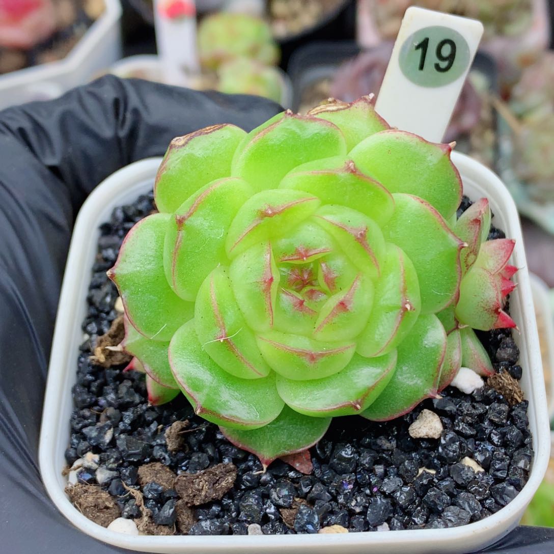 麦秆58包邮  群生不包整19