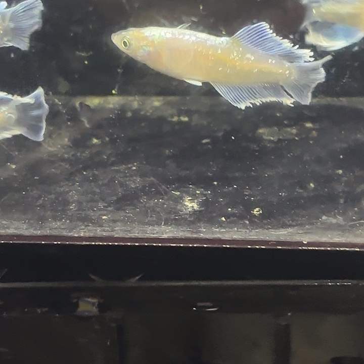 青鳉鱼光宽玛丽亚打包1111