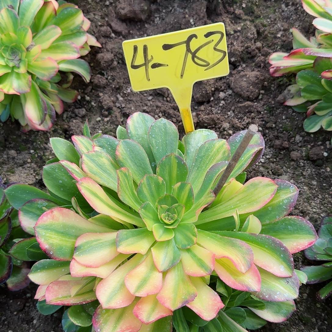 4-783--+邵修七彩多头