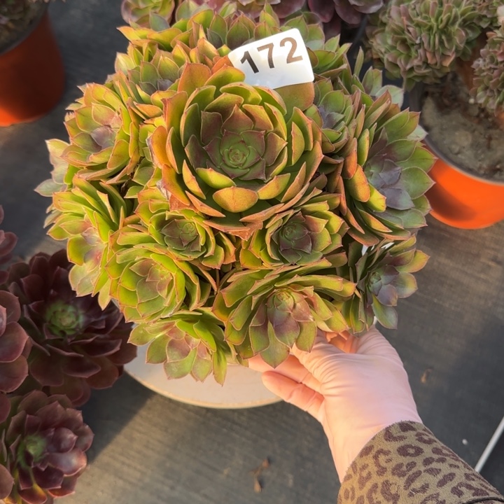 多肉植物桃花石172