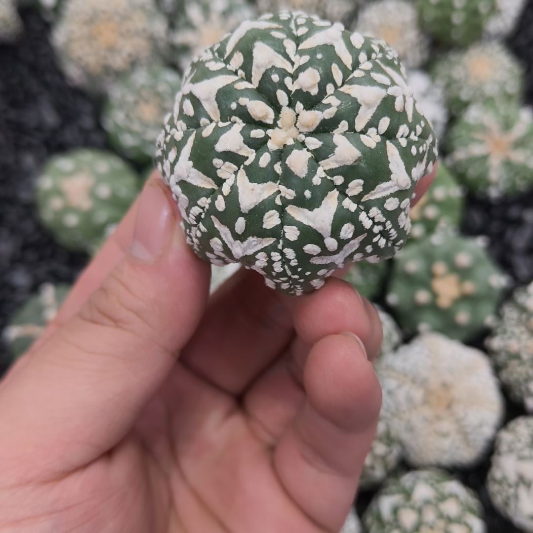 海星体水母连V琉璃V兜