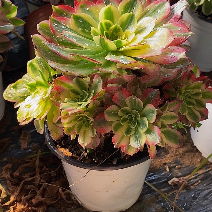 海仙老桩捧花827号