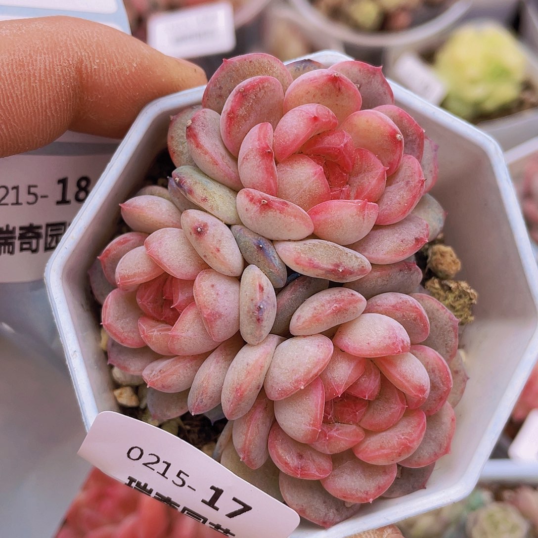 000000000000017量拍