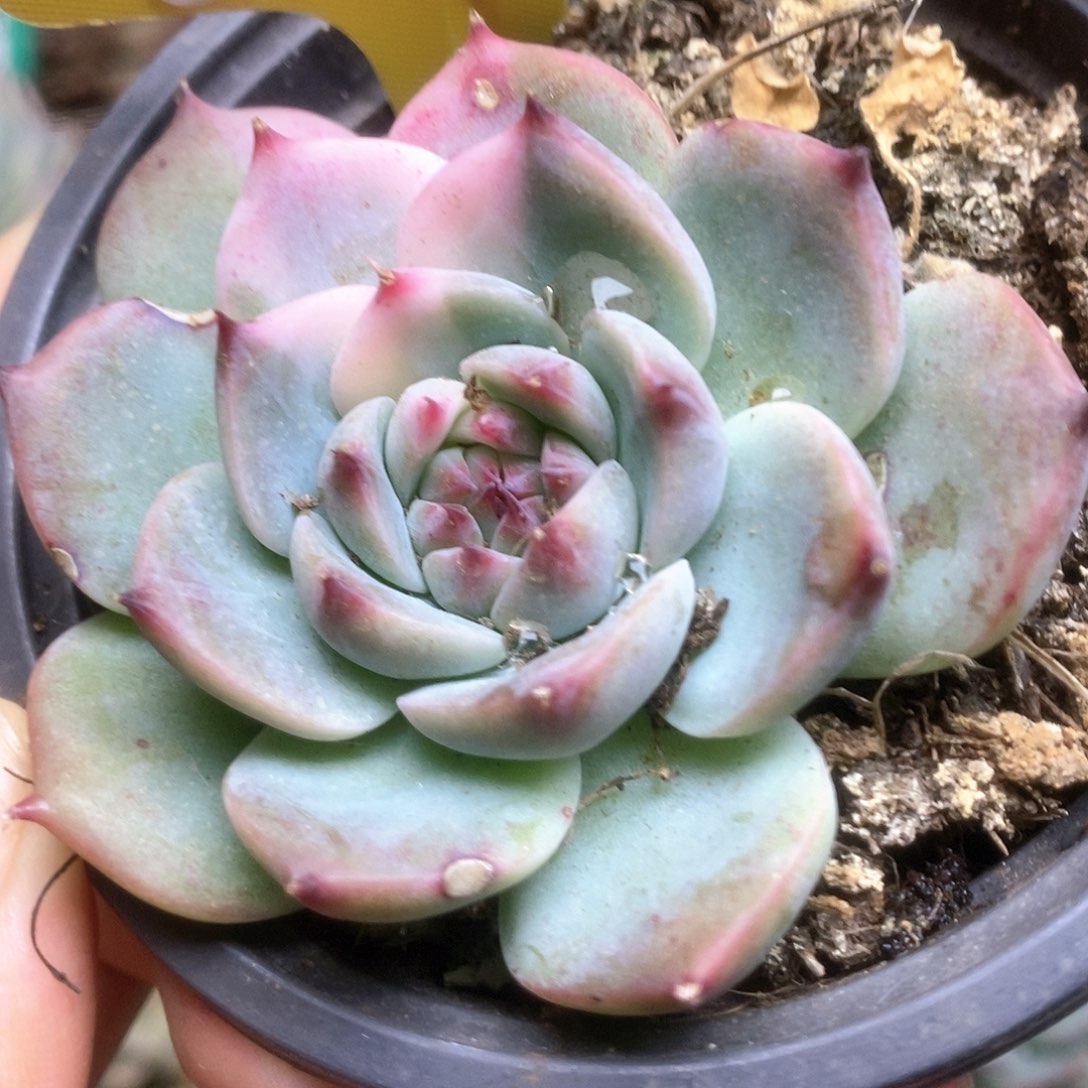 282锦锦锦锦锦锦锦