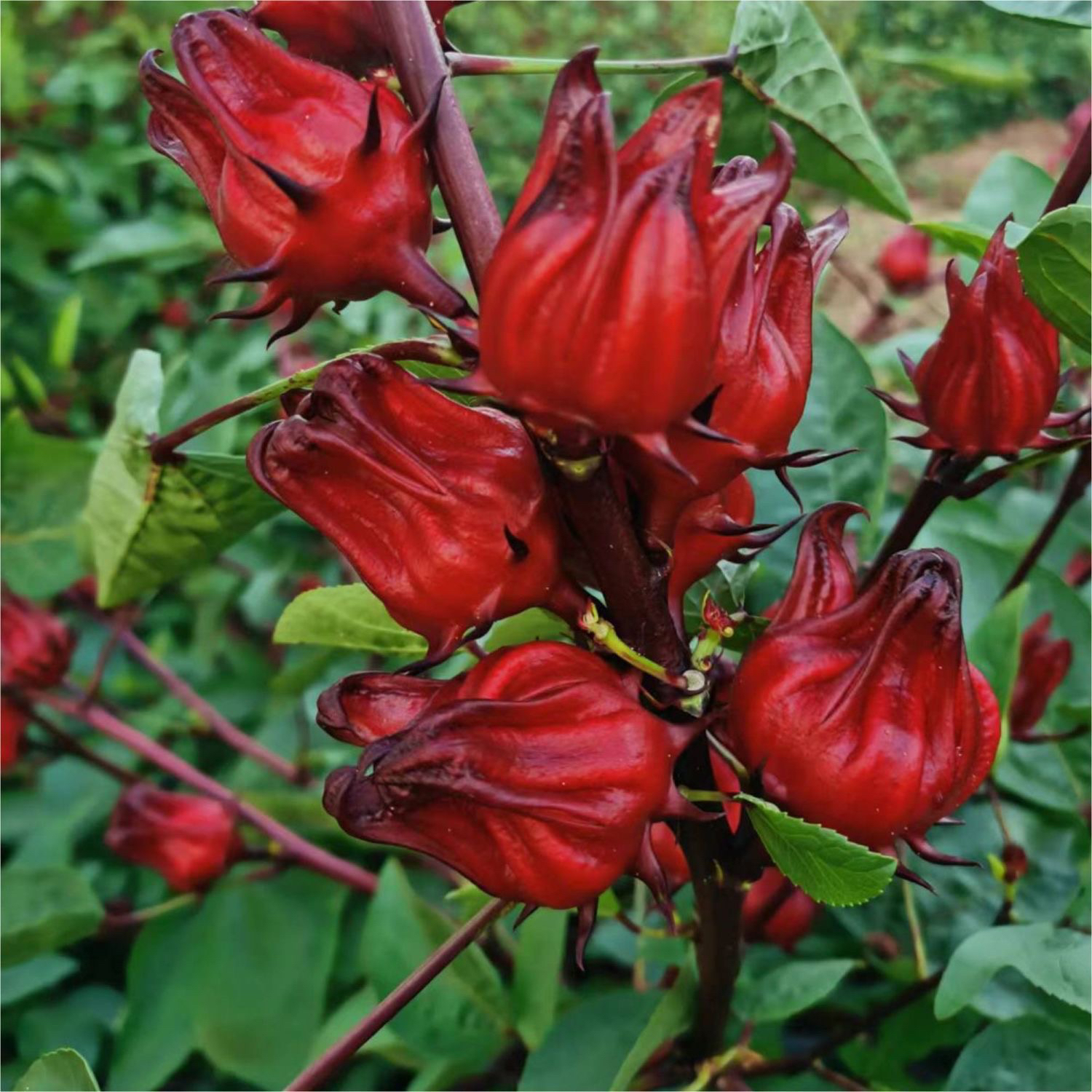 【挂榜山兄弟助农】湖南农家新鲜时令蔬菜混合链接现场收货