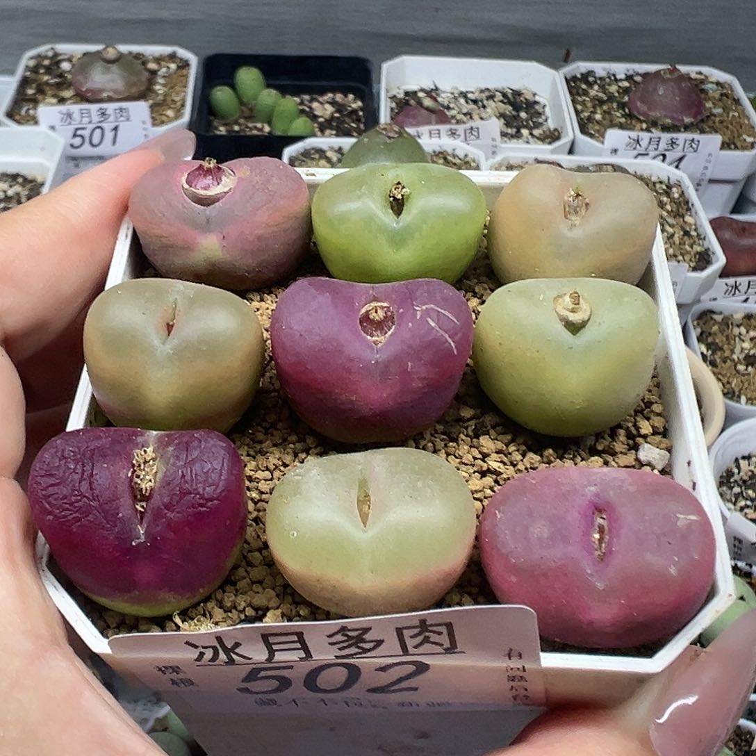 502毛汉尼裸根发货