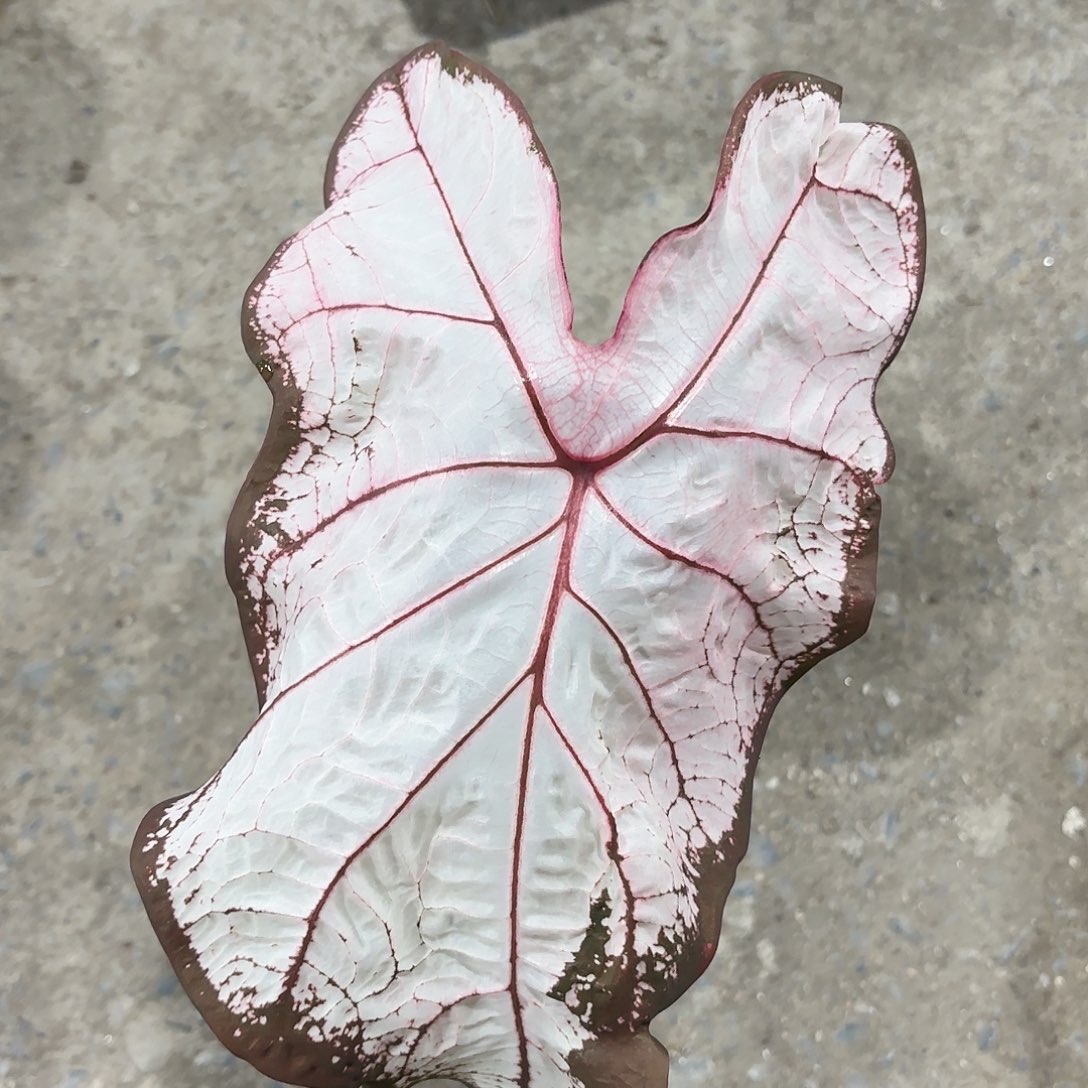 589-0123冰沙彩叶芋泰国发货