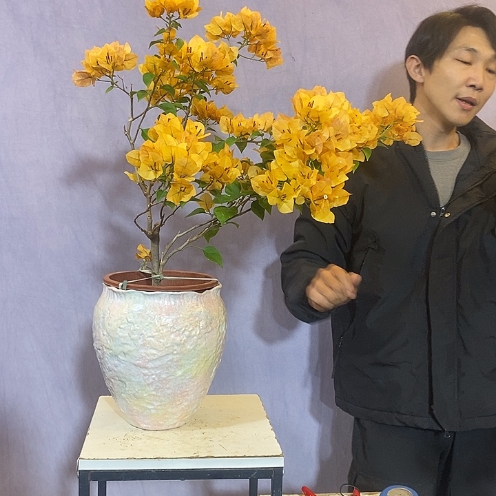 大量花朵（建议范围：8朵-15朵 或40%以上）柠檬黄