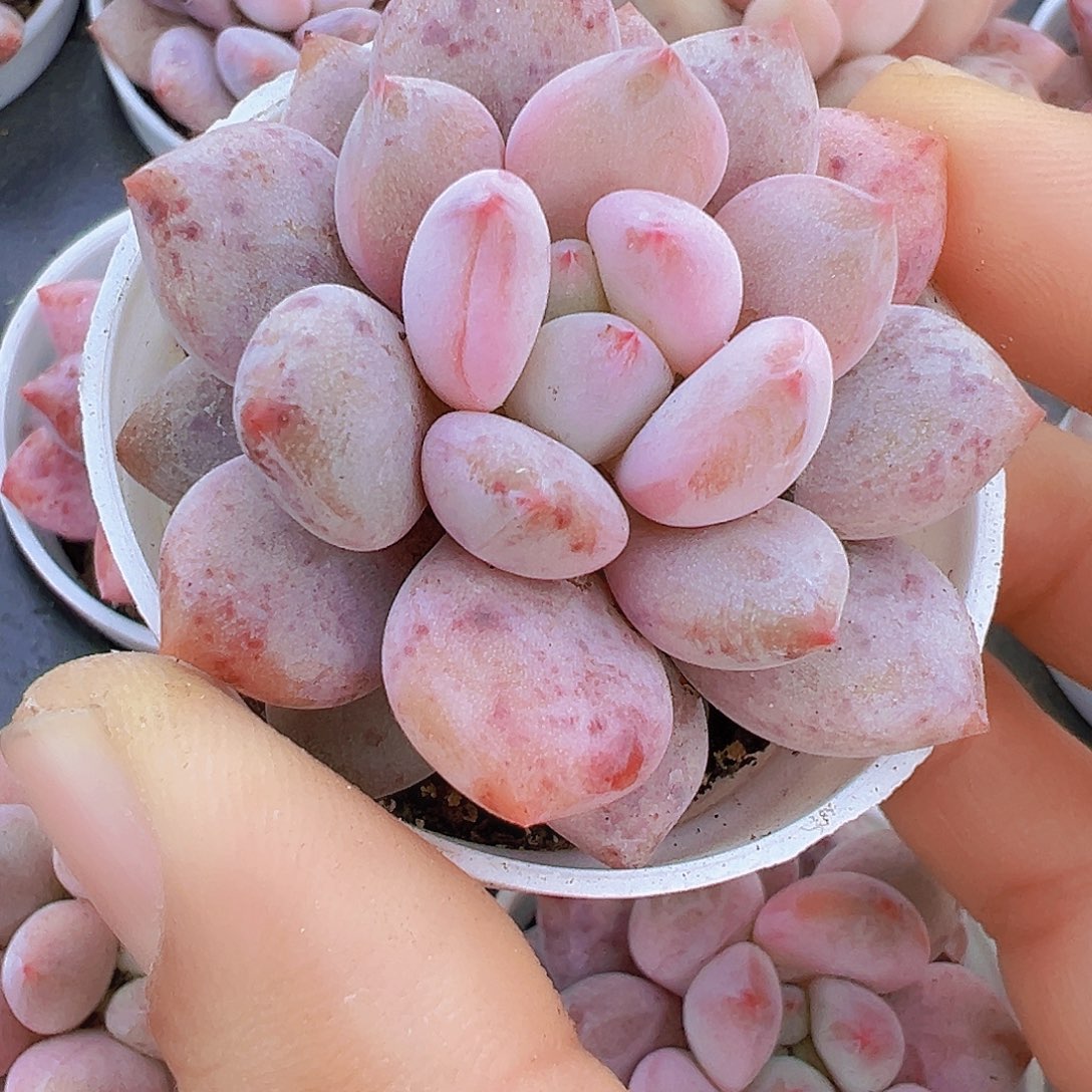 5厘米盆半夏19包邮