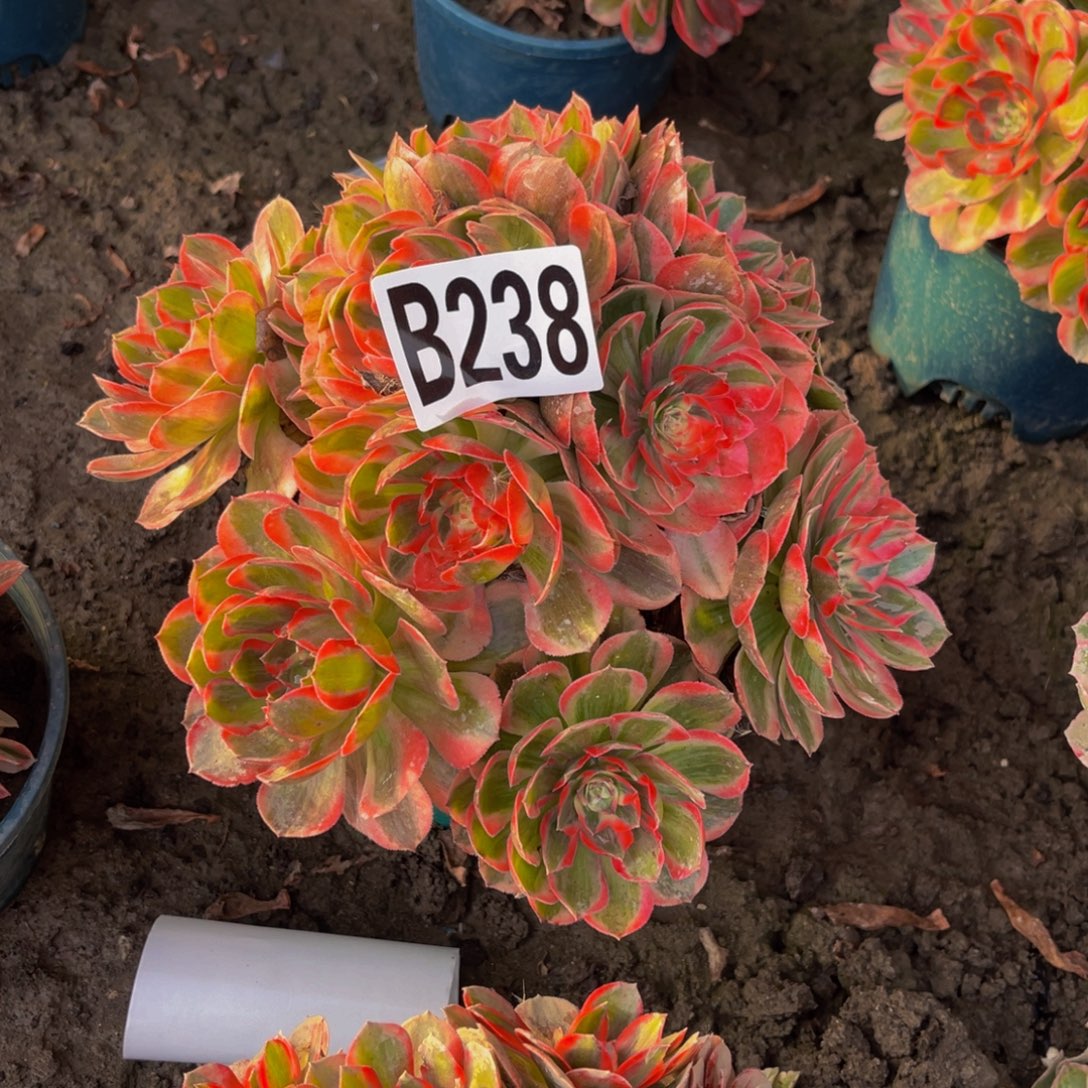 云河法师26////19包邮