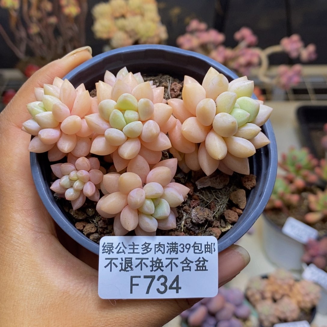 734泡泡糖多肉不包整