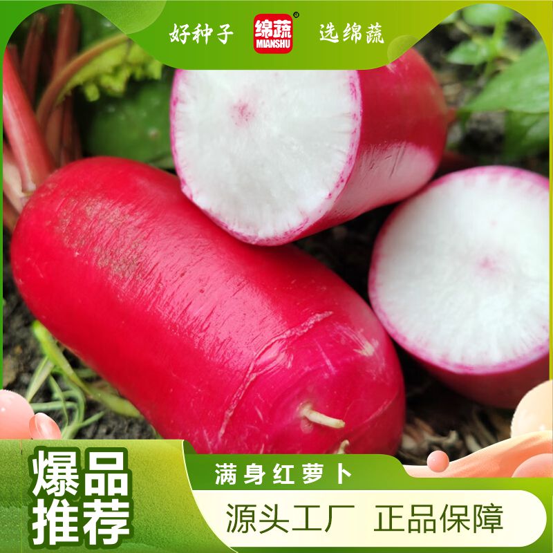 【绵阳红萝卜】新鲜四川泡菜萝卜红皮白心脆甜可口农家自种蔬菜 