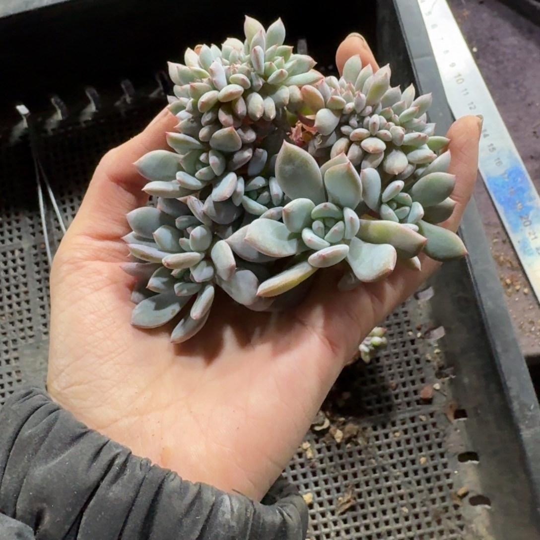 星影小树缀化一物一拍