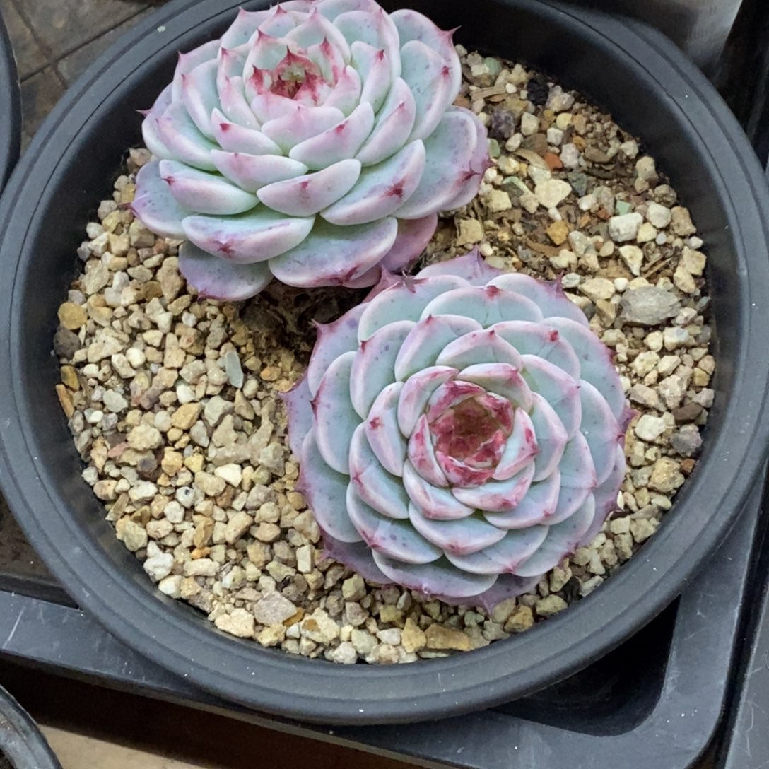 精品多肉一物拍不包整108