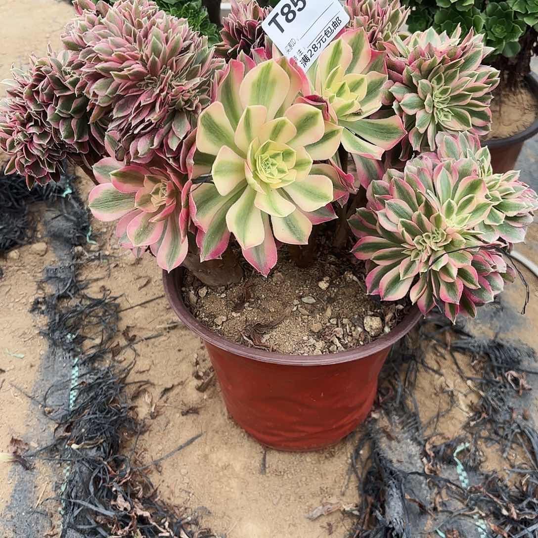 854粉女巫缀多肉植物