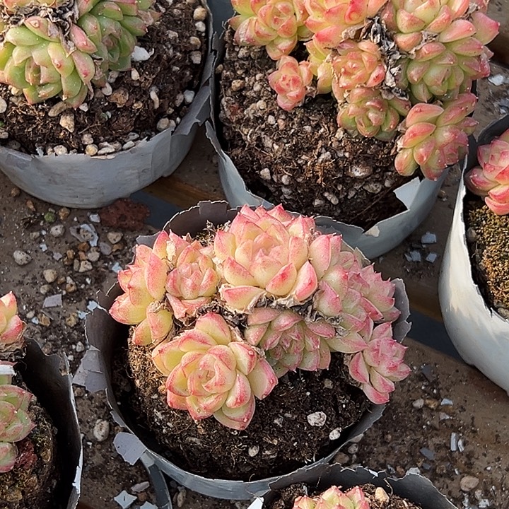 小的           红女王