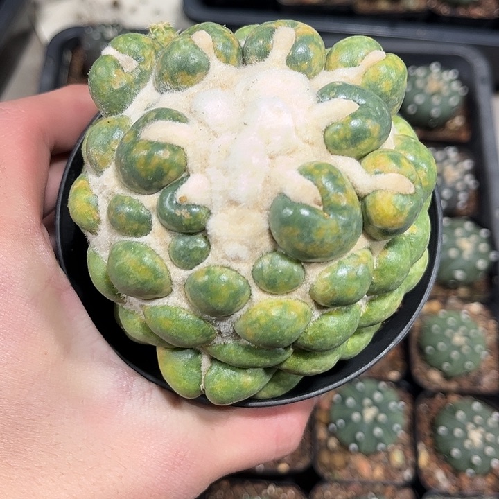 不开花植物仙人球