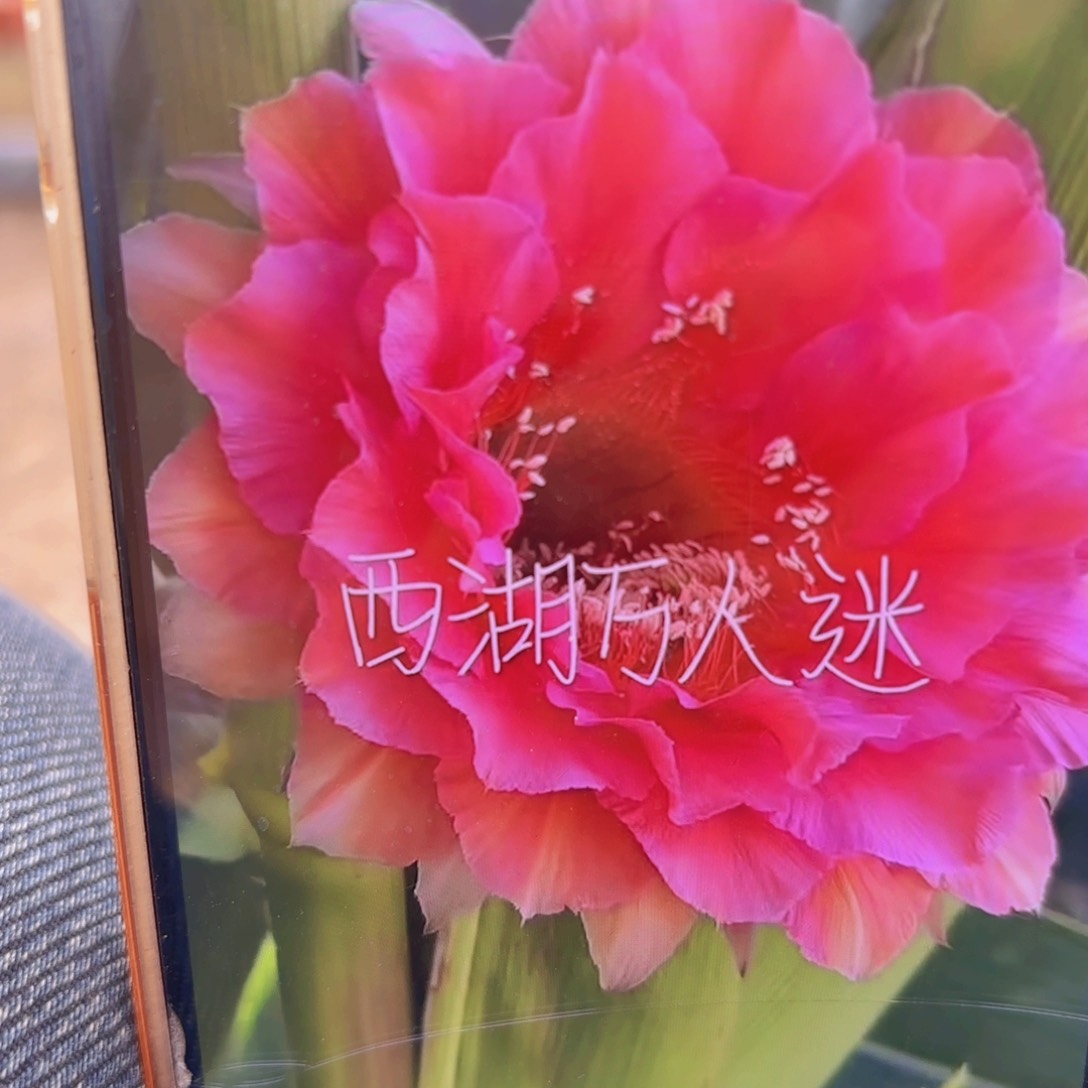 万人迷彩草无根侧牙20包邮