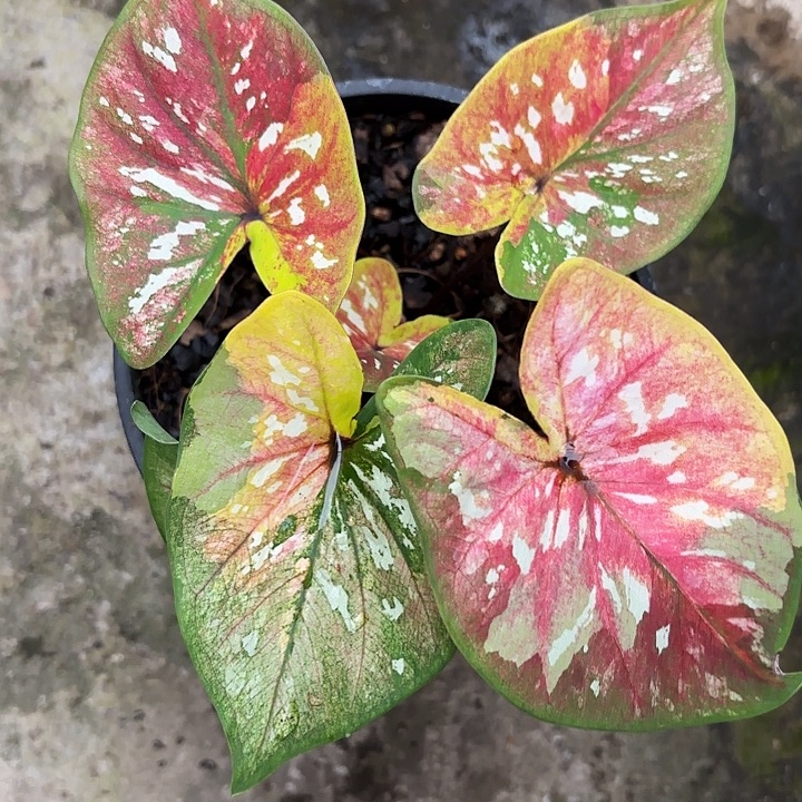 66-1127镀金石广东现货