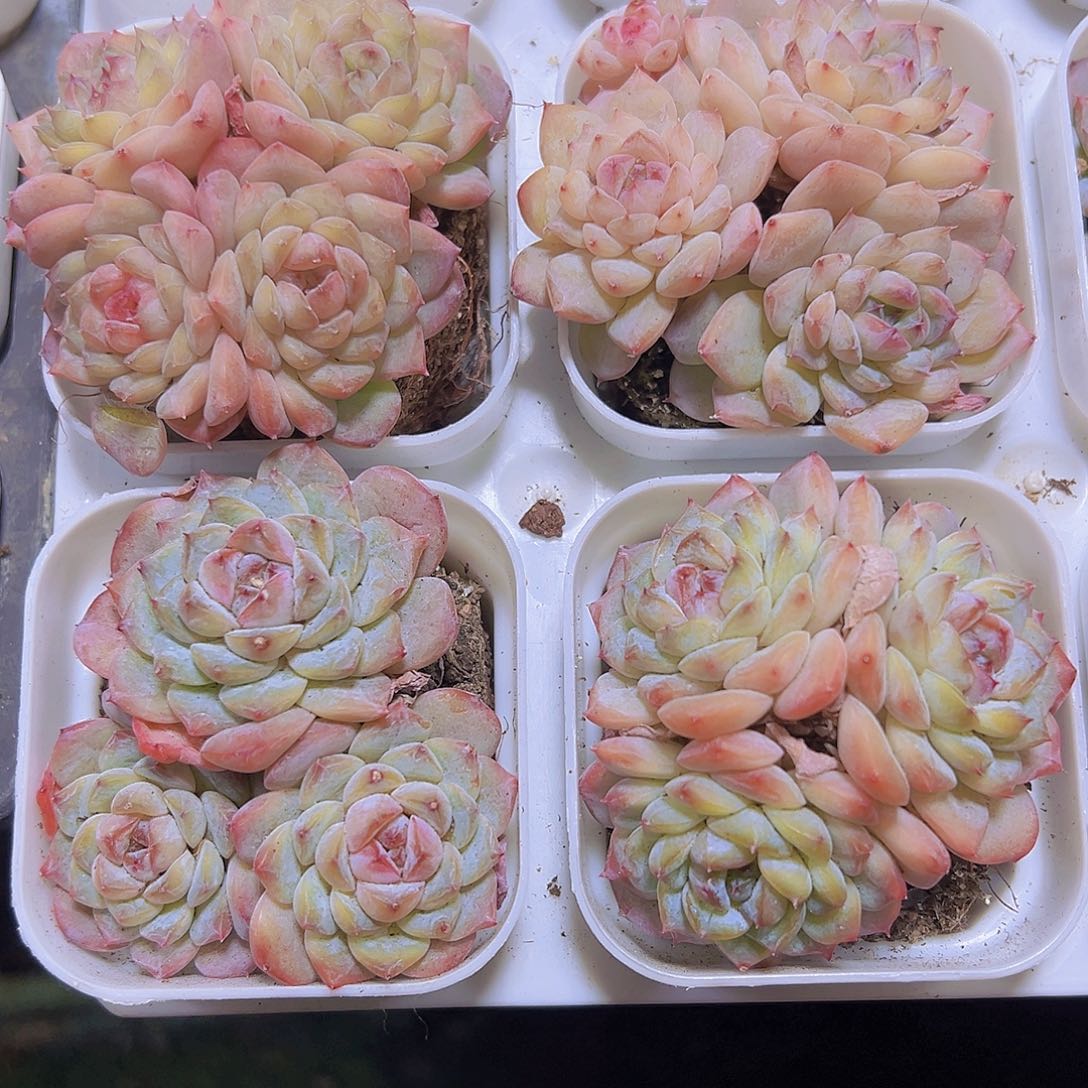 冰葡萄群19包邮多肉植物