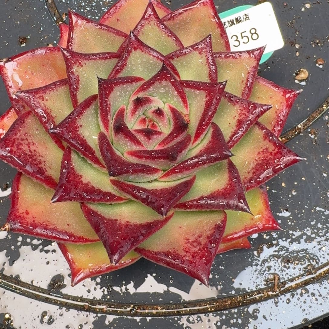 从前慢多肉精选编号1215.358