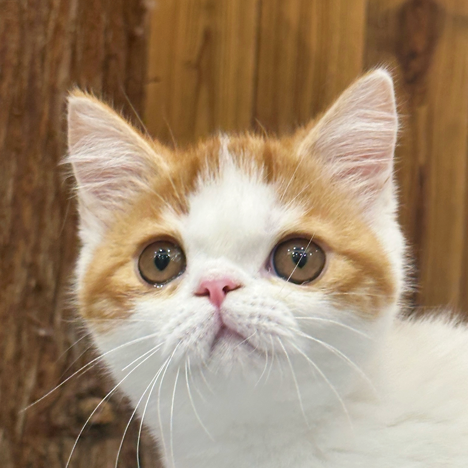 来了姊妹-红白异短猫-弟弟-45