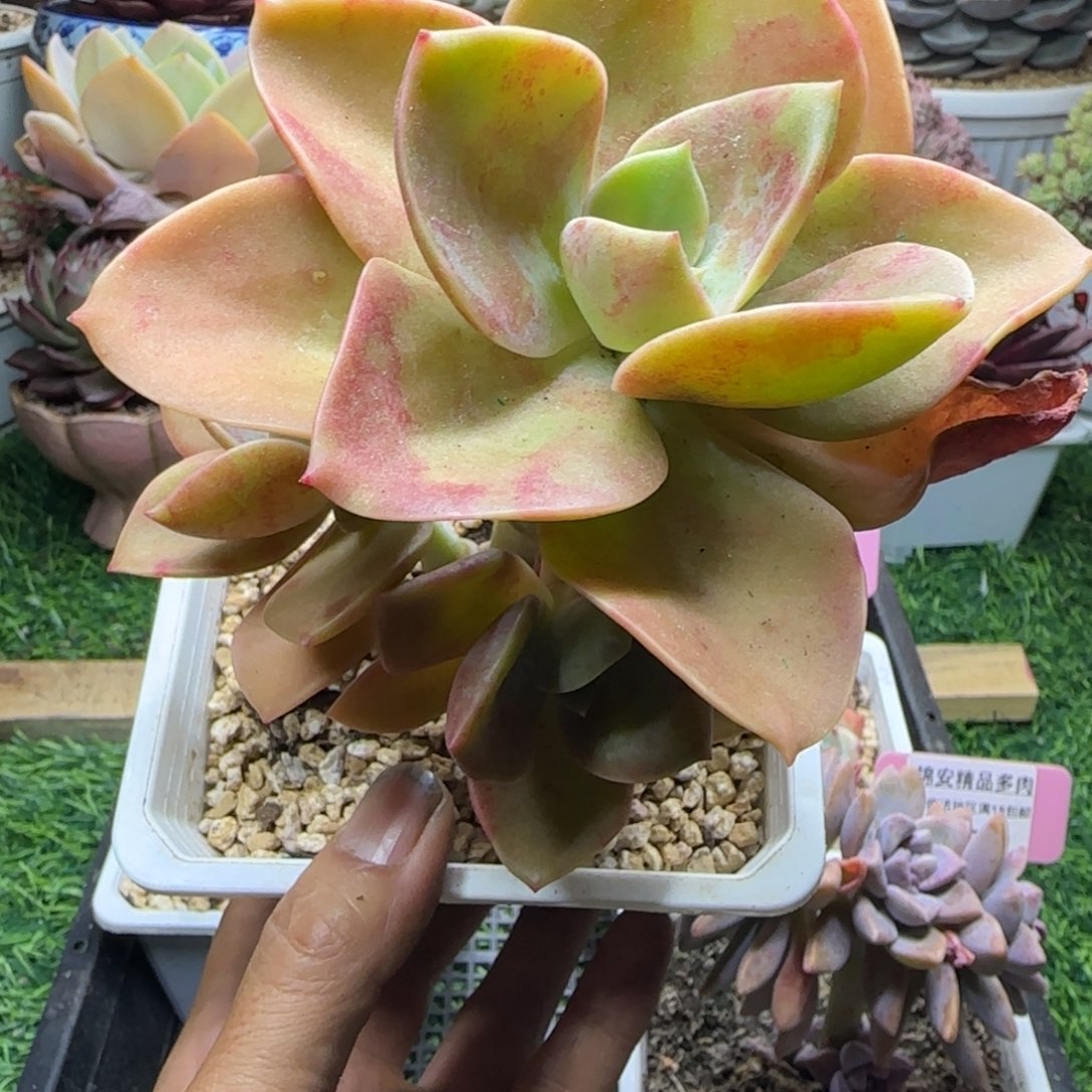 锦安精品多肉植物260