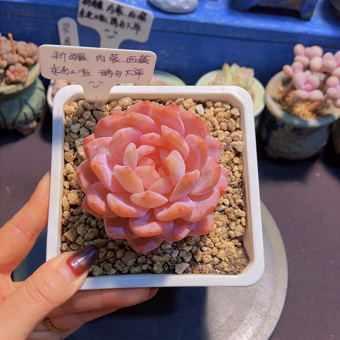 韩橙，带盆发货，……