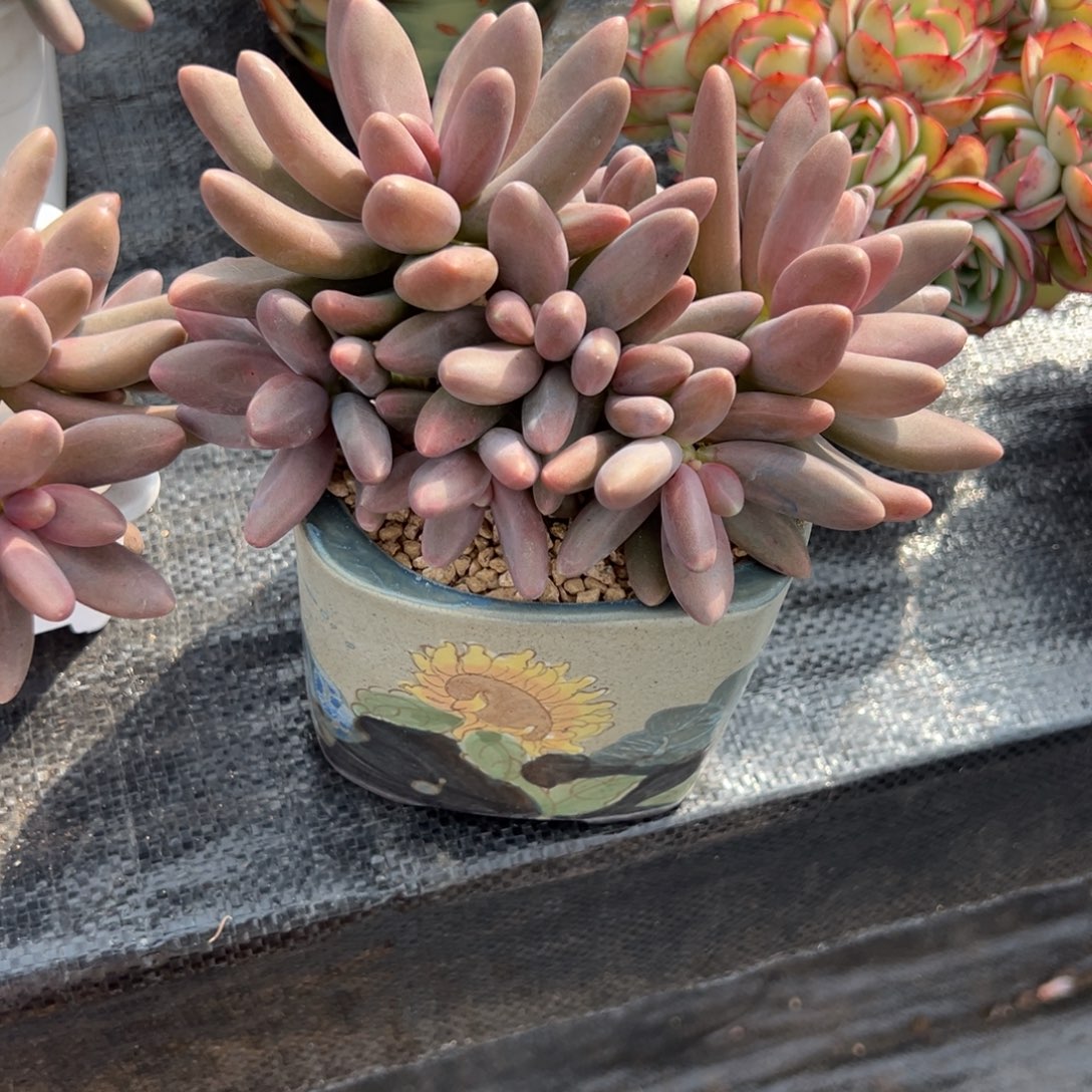 祗***人糖果美人一物一拍多肉