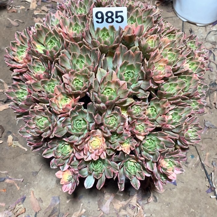 法师植物一物一拍985