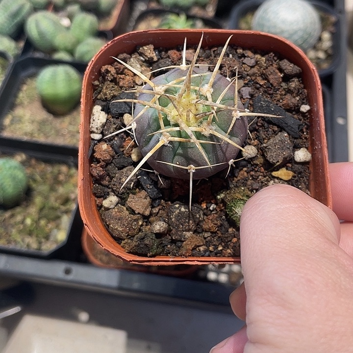 实生光琳玉仙人球一颗