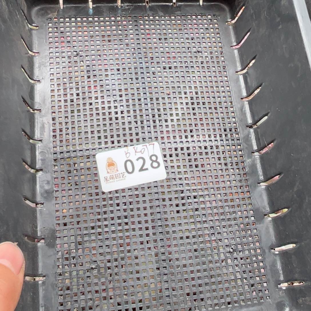 芽*多肉植物多肉植物