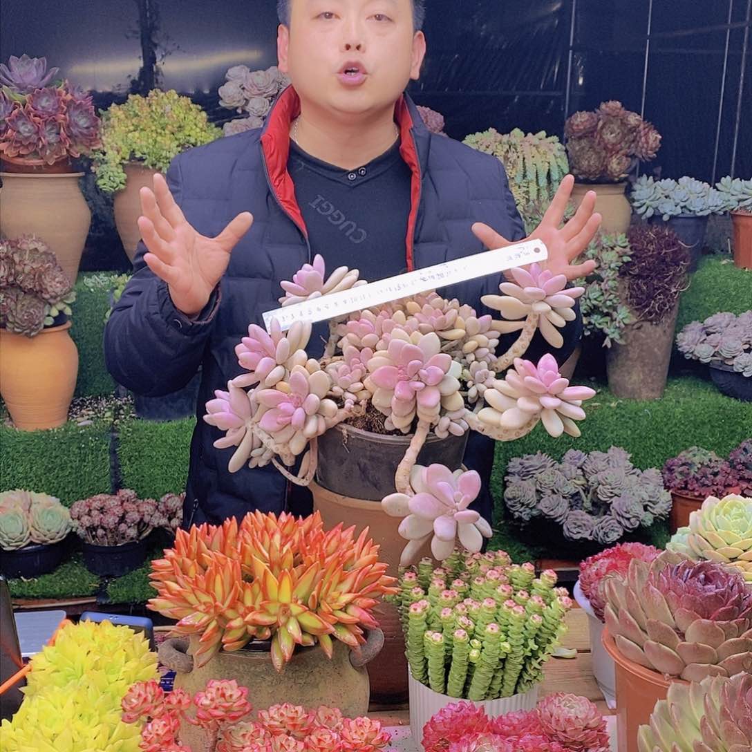 老桩大桃蛋特价福利