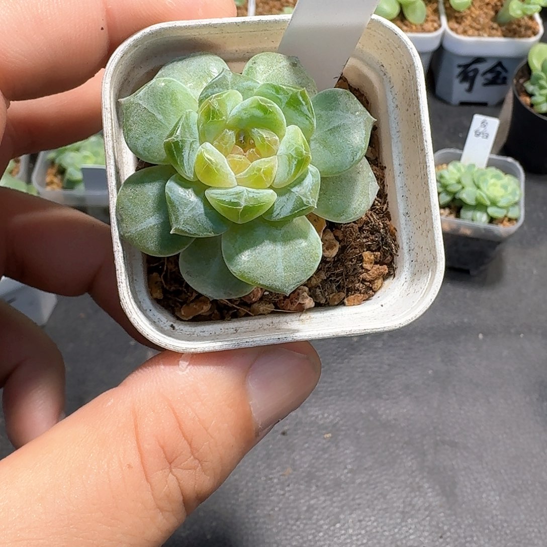 174号单头糖心11111
