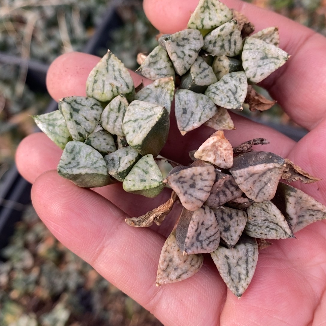 1921 一颗中潘多拉魔盒 整点福利