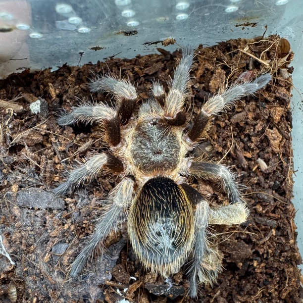 一图一物系列（智利黄膝美人5厘米母）