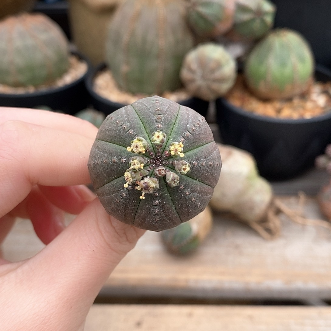 布纹球精品多肉一物一拍