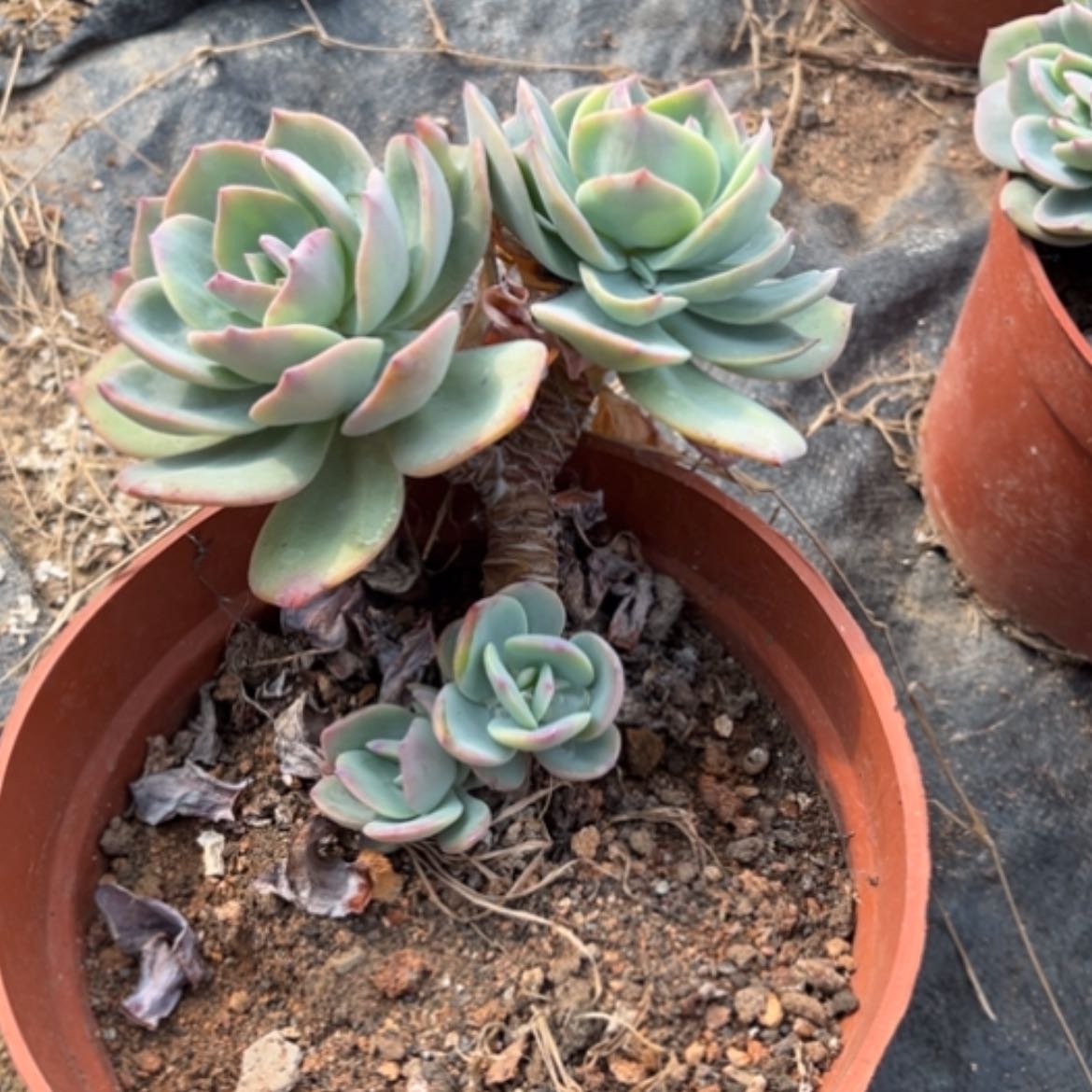 【闪购商品】亚*?白凤