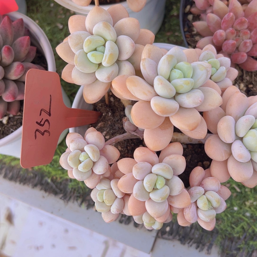 香玉的故事是一个人的故事