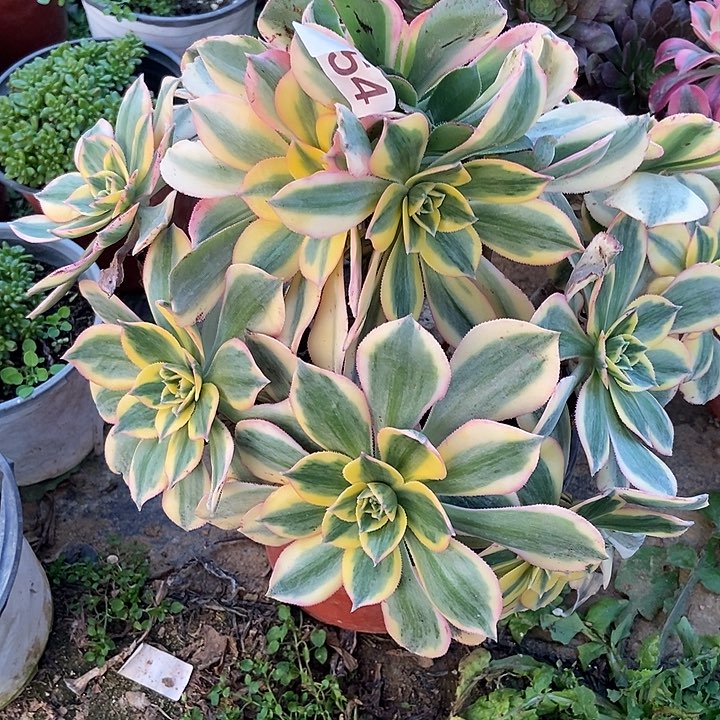 黄金灿烂会黑斑氧化454多肉不包断