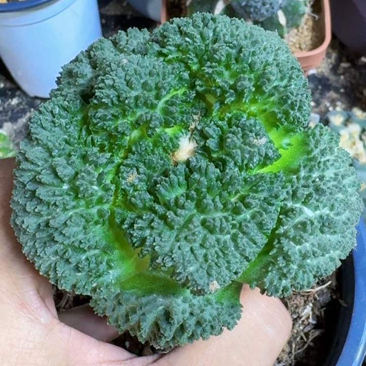 无花朵.****顶福利苗接大尤哥斯拉325