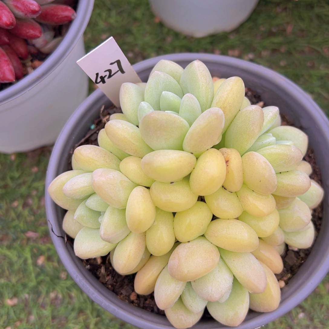 香玉的故事是一个人的故事